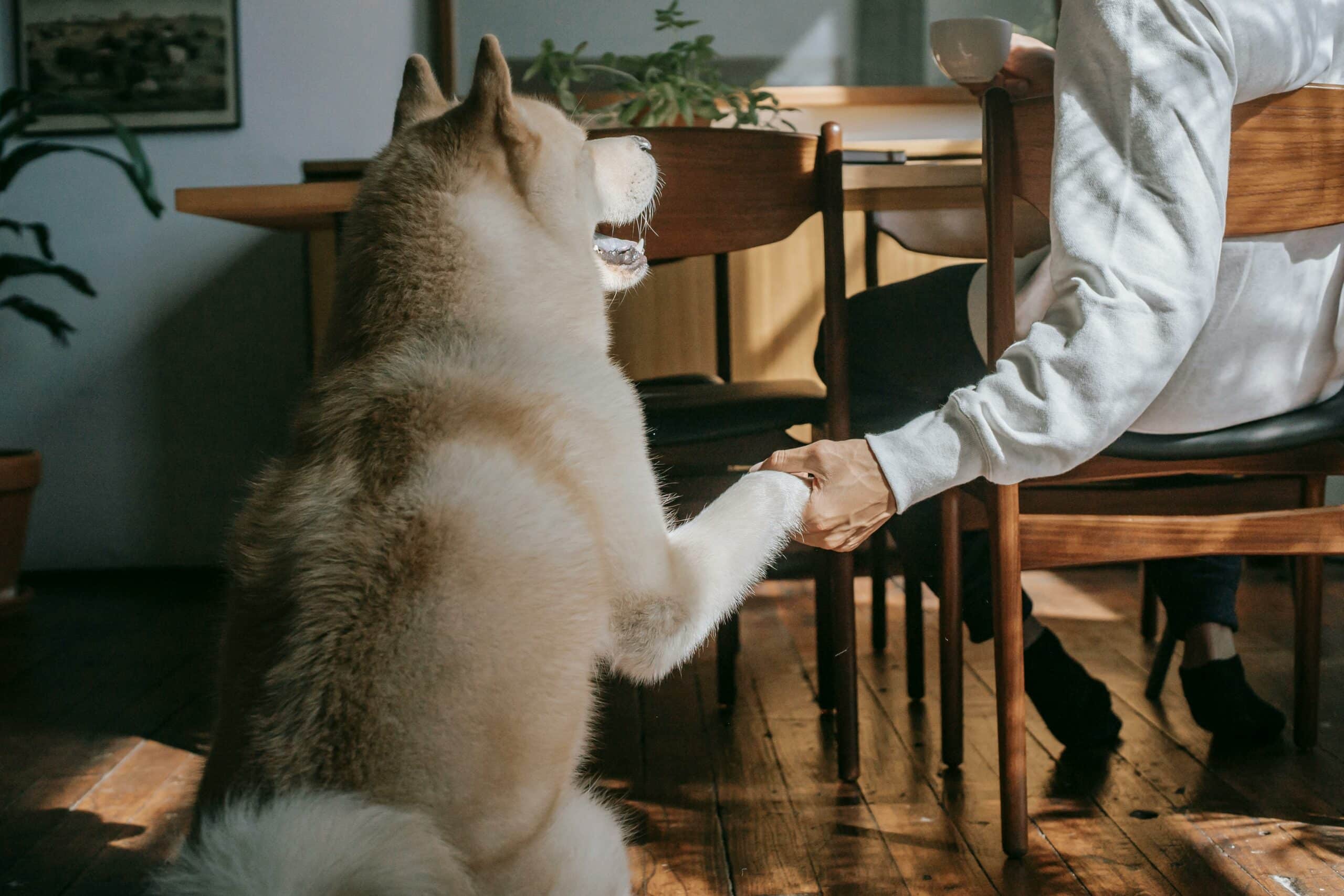 Les chiens d’assistance pour migraineux 8 pexels zen chung 5749112 scaled